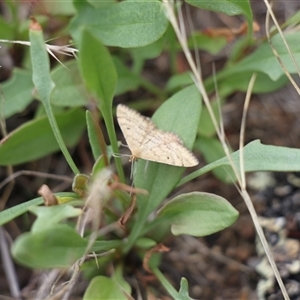 Scopula rubraria at Rendezvous Creek, ACT - 18 Jan 2025 03:35 PM