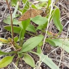 Scopula rubraria at Rendezvous Creek, ACT - 18 Jan 2025 03:35 PM