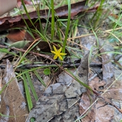 Hypoxis hygrometrica (Golden Weather-grass) at South Durras, NSW - 18 Jan 2025 by WalterEgo