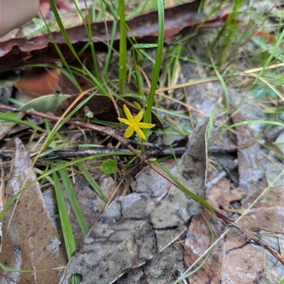 Hypoxis hygrometrica (Golden Weather-grass) at South Durras, NSW - 18 Jan 2025 by WalterEgo