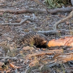 Tachyglossus aculeatus (Short-beaked Echidna) at Forde, ACT - 18 Jan 2025 by mroseby