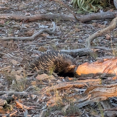 Tachyglossus aculeatus at Forde, ACT - 18 Jan 2025 by mroseby