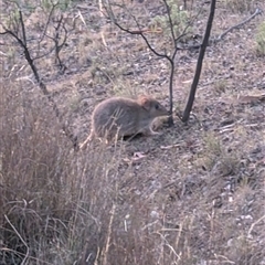 Bettongia gaimardi (Eastern Bettong, Tasmanian Bettong) at Forde, ACT - 18 Jan 2025 by mroseby