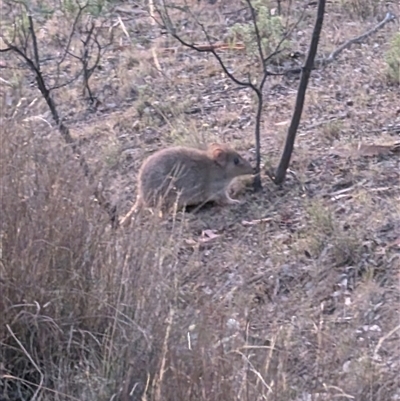 Bettongia gaimardi (Eastern Bettong, Tasmanian Bettong) at Forde, ACT - 18 Jan 2025 by mroseby