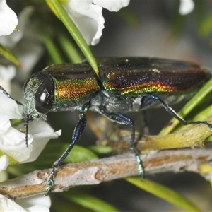 Selagis caloptera (Caloptera jewel beetle) at Oallen, NSW by Harrisi