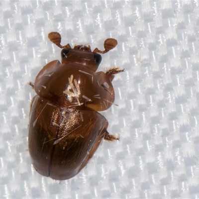 Cychramptodes murrayi (Wattle tick scale predator) at Melba, ACT - 14 Jan 2025 by kasiaaus