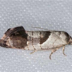 Eupselia holoxantha (Hypertrophidae) at Melba, ACT - 14 Jan 2025 by kasiaaus