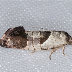 Eupselia holoxantha (Hypertrophidae) at Melba, ACT by kasiaaus