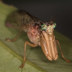 Campion sp. (genus) (Mantis Fly) at Melba, ACT - 14 Jan 2025 by kasiaaus