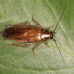 Unidentified Cockroach (Blattodea, several families) at Melba, ACT - 14 Jan 2025 by kasiaaus