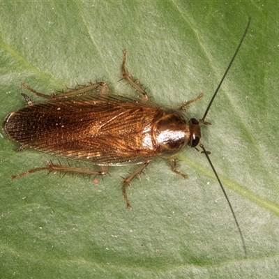 Unidentified Cockroach (Blattodea, several families) at Melba, ACT - 14 Jan 2025 by kasiaaus