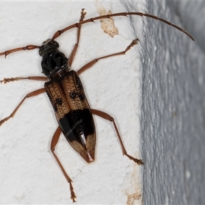 Phoracantha recurva (Yellow Phoracantha borer) at Melba, ACT by kasiaaus