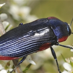 Temognatha rufocyanea (a jewel beetle) at Oallen, NSW - 17 Jan 2025 by Harrisi