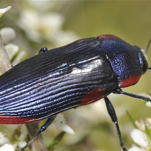 Temognatha rufocyanea (a jewel beetle) at Oallen, NSW by Harrisi