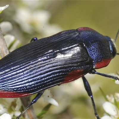 Temognatha rufocyanea (a jewel beetle) at Oallen, NSW - 17 Jan 2025 by Harrisi