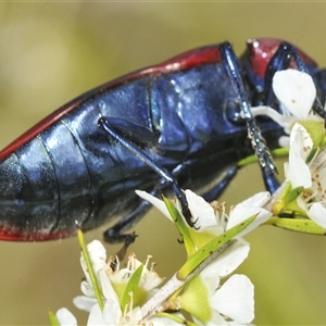 Temognatha rufocyanea at suppressed - suppressed