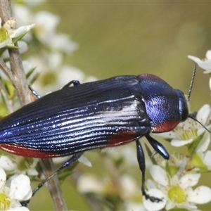 Temognatha rufocyanea at suppressed - suppressed