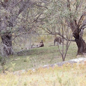 Macropus giganteus (Eastern Grey Kangaroo) at Rendezvous Creek, ACT by JimL