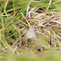 Zizina otis (Common Grass-Blue) at Rendezvous Creek, ACT - 18 Jan 2025 by JimL