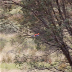 Platycercus elegans (Crimson Rosella) at Rendezvous Creek, ACT - 18 Jan 2025 by JimL