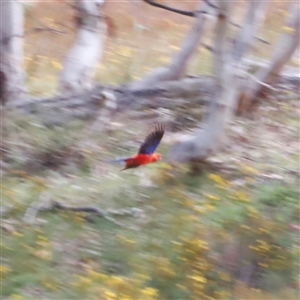 Platycercus elegans at Rendezvous Creek, ACT - 18 Jan 2025 02:41 PM