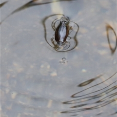 Macrogyrus (genus) (whirligig beetles) at Rendezvous Creek, ACT - 18 Jan 2025 by JimL