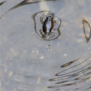 Macrogyrus (genus) at Rendezvous Creek, ACT - 18 Jan 2025 10:46 AM