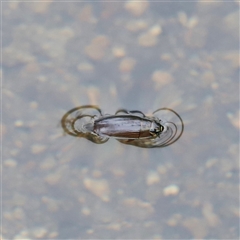 Macrogyrus (genus) at Rendezvous Creek, ACT - 18 Jan 2025 10:46 AM