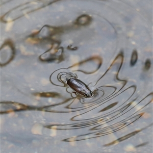 Macrogyrus (genus) at Rendezvous Creek, ACT - 18 Jan 2025 10:46 AM