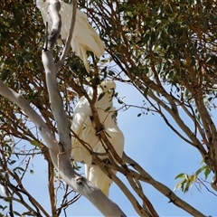 Cacatua galerita at Rendezvous Creek, ACT - 17 Jan 2025 by JimL