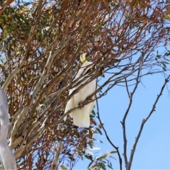 Cacatua galerita at Rendezvous Creek, ACT - 18 Jan 2025 10:08 AM