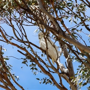 Cacatua galerita at Rendezvous Creek, ACT - 18 Jan 2025 10:08 AM