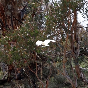 Cacatua galerita at Rendezvous Creek, ACT - 18 Jan 2025 10:08 AM