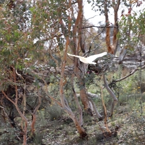 Cacatua galerita at Rendezvous Creek, ACT - 18 Jan 2025 10:08 AM