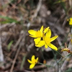 Tricoryne elatior (Yellow Rush Lily) at Hawker, ACT - 16 Jan 2025 by sangio7