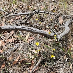 Tricoryne elatior at Hawker, ACT - 16 Jan 2025