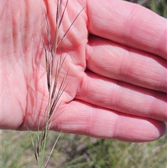 Austrostipa bigeniculata at Hawker, ACT - 18 Jan 2025 by sangio7