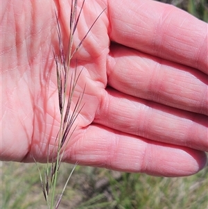 Aristida ramosa (Purple Wire Grass) at Hawker, ACT by sangio7