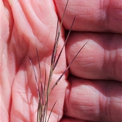 Aristida ramosa at Hawker, ACT - 18 Jan 2025 11:20 AM