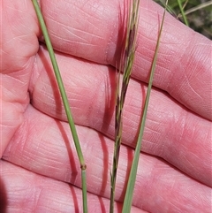 Aristida ramosa at Hawker, ACT - 18 Jan 2025 11:20 AM