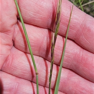 Aristida ramosa at Hawker, ACT - 18 Jan 2025 11:20 AM