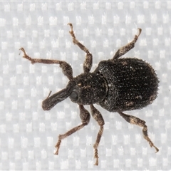 Steriphus (genus) (Weevil) at Melba, ACT - 14 Jan 2025 by kasiaaus