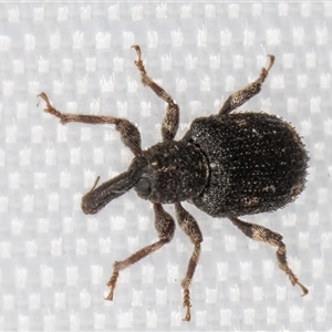 Unidentified Weevil (Curculionoidea) at Melba, ACT by kasiaaus