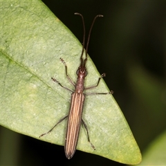 Syllitus grammicus at Melba, ACT - 14 Jan 2025 11:22 PM