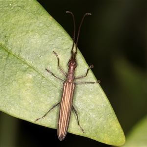 Syllitus grammicus at Melba, ACT - 14 Jan 2025