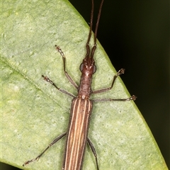 Syllitus grammicus at Melba, ACT - 14 Jan 2025 11:22 PM