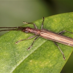 Syllitus grammicus at Melba, ACT - 14 Jan 2025 11:22 PM