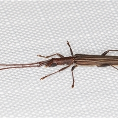 Syllitus grammicus at Melba, ACT - 14 Jan 2025 11:22 PM