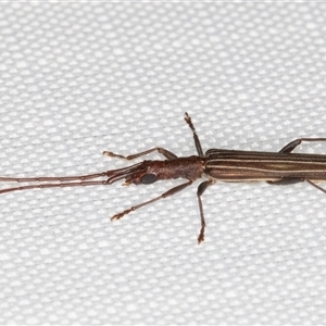 Syllitus grammicus at Melba, ACT - 14 Jan 2025