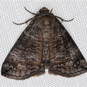 Dysbatus singularis at Melba, ACT - 14 Jan 2025